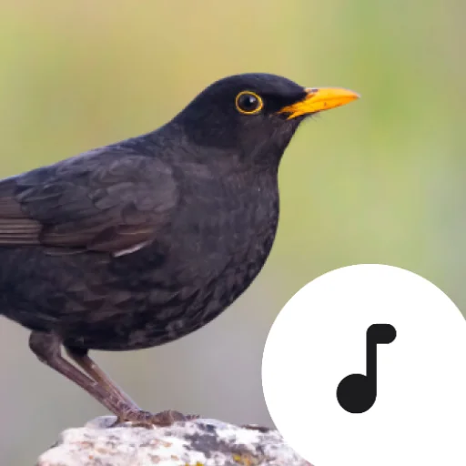 I-download ang Blackbird Sounds – Nature Melodies Libreng App