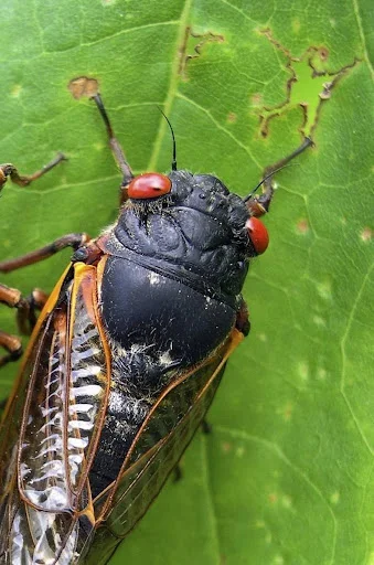 Download Cicada Sounds App – Pinakamahusay na Nature Ringtones - Screenshot 1